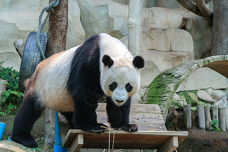 动物园里的吉安熊猫图片