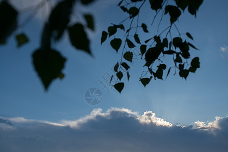 Birch 树枝在夜空的云层下气候框架公园蓝色叶子树干气氛植物枝条戏剧性图片