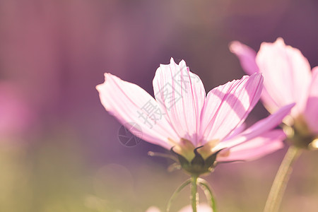 粉色的美貌在阳光下闪耀着鲜花 古老的风格图片