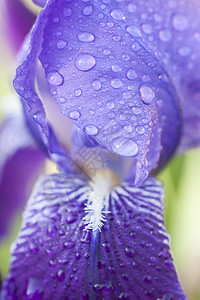 虹花花花瓣上的水滴植物鸢尾花蓝色紫色季节宏观花园图片