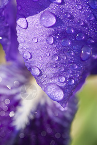 虹花花花瓣上的水滴宏观季节紫色蓝色植物鸢尾花花园图片