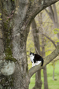 坐在树枝上猫咪植物黑色宠物白色小猫图片