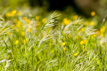 黄花和白花春开草地黄色白色绿色太阳叶子背景图片
