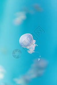 金色果冻海蜇热带潜水生物蓝色生活情调点状野生动物危险图片