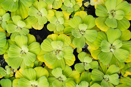 绿鸭草植物单子星科蕨类椭圆形池塘苔藓蚊子公园淡水图片