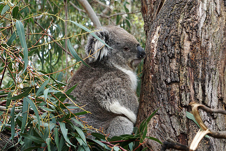 澳大利亚Koala Bear桉树哺乳动物拥抱毛皮野生动物妈妈木头母亲婴儿考拉图片