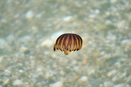 爱琴海沿岸的美杜萨海岸动物图片
