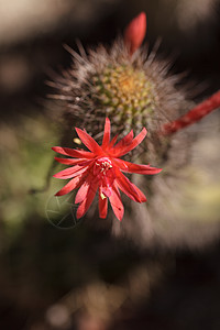 阳极仙人掌花花园植物生长沙漠花瓣园艺典故杂交种图片