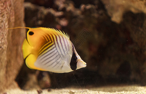 丝鳍蝴蝶鱼 大海游泳黄色海洋红色动物宏观潜水海洋生物盐水蓝色图片