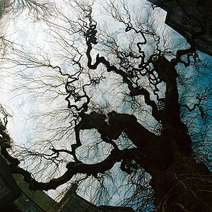 树枝分支天空艺术城市电影气氛分支机构房子背景图片