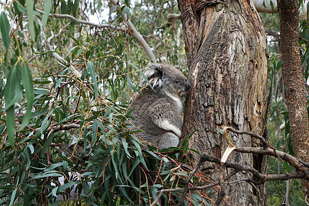 澳大利亚Koala Bear桉树野生动物妈妈毛皮叶子荒野森林生活考拉婴儿图片
