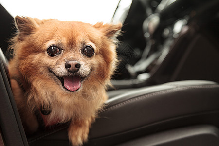 波美拉尼亚和奇瓦瓦混血狗 开车去兜风驾驶汽车安全犬类冒险宠物旅行假期公路车程图片