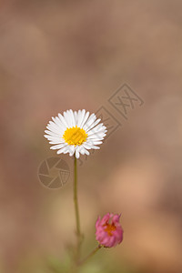 短白色白 帕蕊弗莱巴内埃里贡背景雏菊荒野绿色植物群独角兽草原野花花瓣图片
