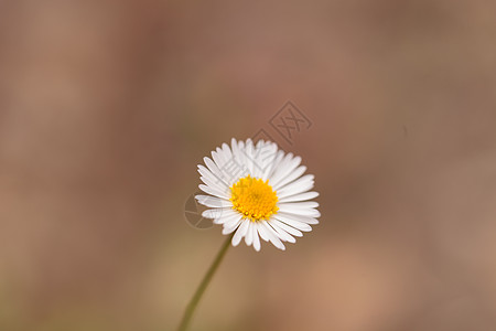 短白色白 帕蕊弗莱巴内埃里贡草原荒野花瓣背景绿色雏菊野花植物群独角兽图片