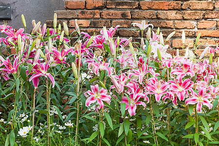 粉红百合花和旧砖墙花束植物花瓣植物群花园季节百合园艺粉红色美丽图片
