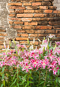 粉红百合花和旧砖墙植物园艺美丽百合花瓣花园季节粉红色植物群花束图片