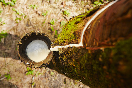 橡胶树丛林种植园乳胶液体植物群收获气候热带树干阳光图片