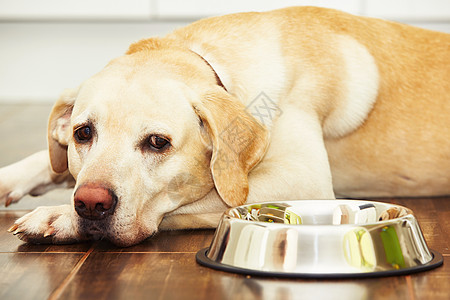 饿了狗狗犬类宠物动物寂寞地面欲望手表房子口渴孤独背景图片