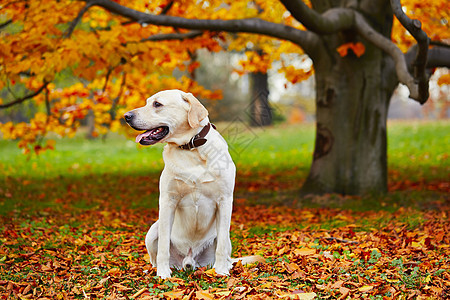 秋季公园的狗狗植物森林快乐动物叶子树木家畜宠物季节犬类图片