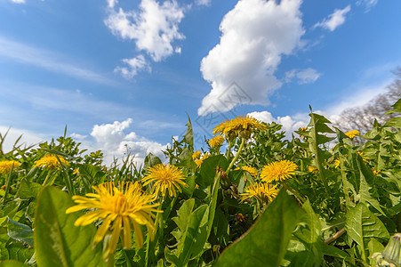 花朵植物群蓝色花园宏观叶子场地天空雏菊草地植物图片