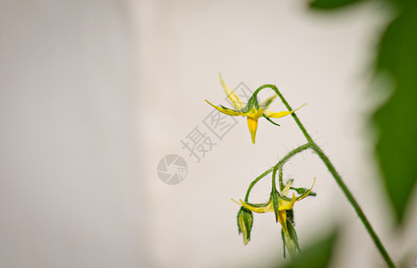 番茄花花园植物植株背景图片