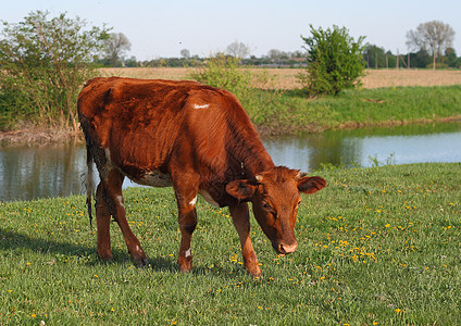 成年牛在绿色的夏天放牧 新鲜草地上吃草衬套村庄黑与白池塘语言牛奶农场晴天蹄子牛角图片