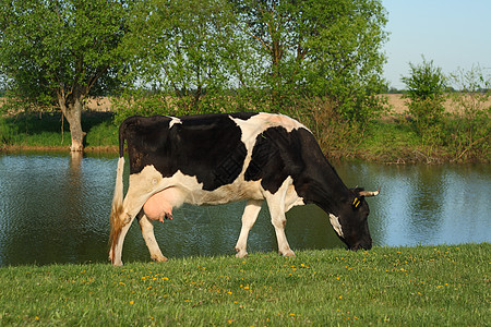 成年牛在绿色的夏天放牧 新鲜草地上吃草牛奶蹄子晴天牛角黑与白衬套奶牛池塘红色农场图片