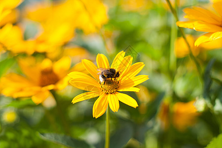 他坐在黄色的菊花蜜蜂上草地花坛洋甘菊昆虫宏观野生动物花粉植物雏菊翅膀图片