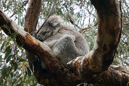 澳大利亚Koala Bear生活动物婴儿叶子妈妈毛皮野生动物桉树哺乳动物荒野图片