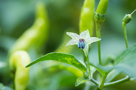 胡椒花花园植物叶子季节香料食物花粉烹饪花朵辣椒图片