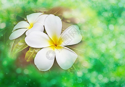 白花和黄花羽花 或涂红的freangipani植物群花园热带香气冥想温泉图片