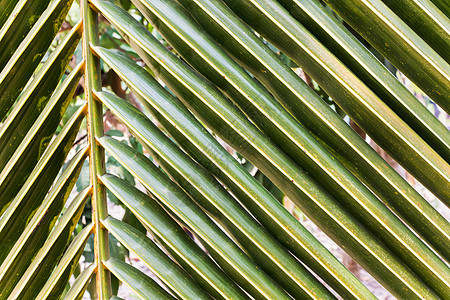 用于自然形态背景的新鲜绿色椰子叶背景图片