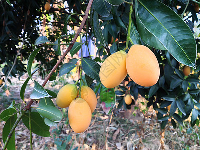 茂树上的芒果梅或甘地里叶的果实图片