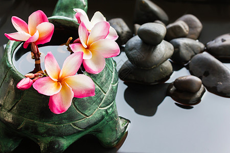 美丽的花流花或水上和石子上的freangipani背景