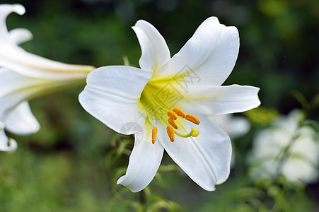 花园的装饰性白百合植物学活力植物公园花束叶子季节花瓣背景图片