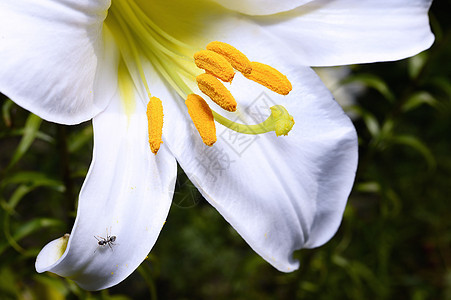 花园的装饰性白百合植物学公园活力花束叶子季节植物花瓣背景图片