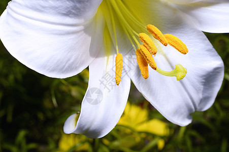 花园的装饰性白百合公园植物植物学活力花束季节叶子花瓣背景图片