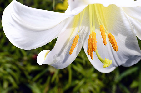 花园的装饰性白百合活力季节植物叶子花束植物学花瓣公园背景图片