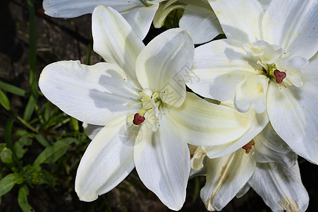 花园的装饰性白百合叶子植物学公园花瓣花束植物活力季节背景图片