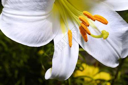 花园的装饰性白百合植物学季节花束活力叶子公园花瓣植物背景图片