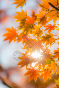 秋树模糊背景水平太阳风景荒野温暖柔软度花园照片公园元素图片
