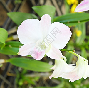 白兰花在花园里盛开植物花瓣兰花美丽热带粉色白色绿色图片