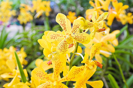 黄兰花花植物叶子美丽绿色黄色花园热带兰花背景图片