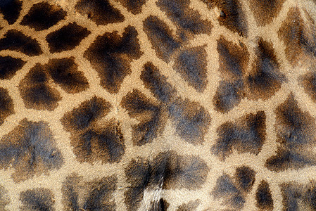 长颈羊皮脖子动物皮肤食草哺乳动物条纹纺织品皮革毛皮丛林图片