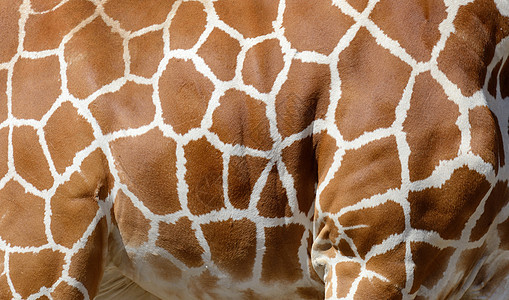 长颈羊皮纺织品脖子打印荒野丛林毛皮热带哺乳动物食草野生动物背景图片