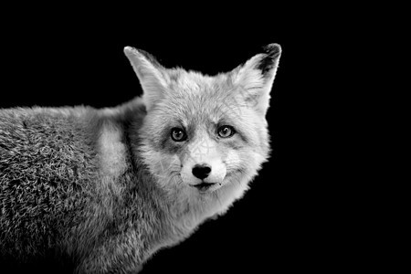 黑暗背景上的狐狸图片