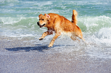 沙滩狗黄金寻金者在沙滩上奔跑朋友享受动物橙子水滴飞溅跑步宠物喜悦忠诚背景