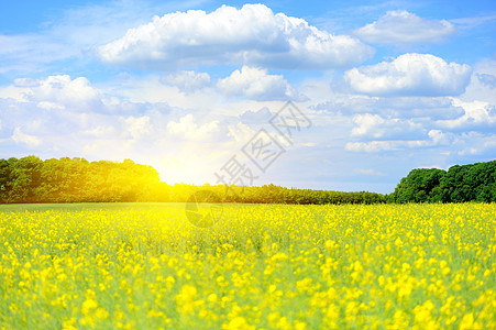 夏季草地场地天气风景阳光牧场日落蓝色晴天农村土地图片