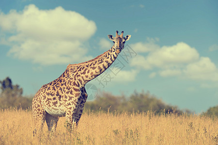 肯尼亚国家公园的Giraffe眼睛大草原天空脖子旅行热带食草鼻子耳朵野生动物图片