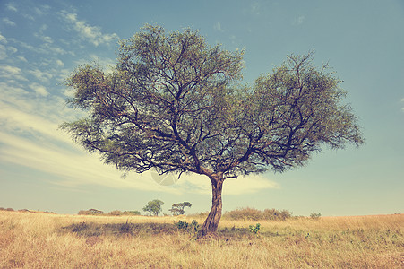 非洲有树的景观丘陵风景公园大草原植物群哺乳动物太阳环境荒野衬套图片